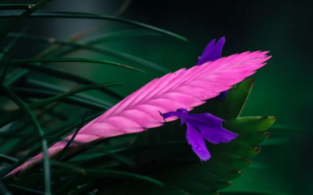 紫凤梨变绿后怎么养,紫凤梨的特点和形态