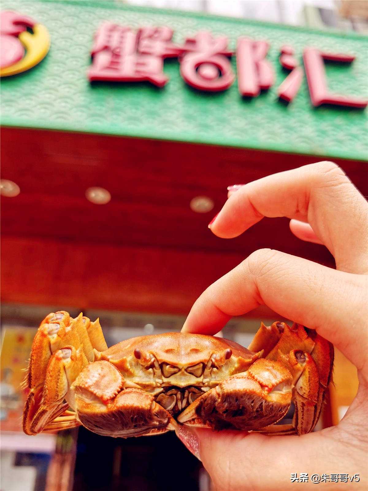 蟹都汇阳澄湖大闸蟹套餐,蟹都汇的大闸蟹不一般