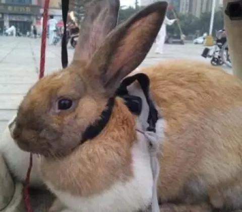 养小白兔视频播放,如何养小白兔视频教程
