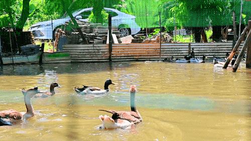 隐藏在顺德的一家园林私房菜,佛山中式园林私房菜