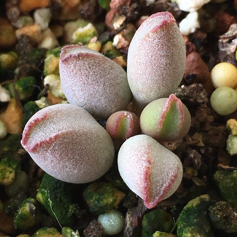 全部水泡类多肉,水泡多肉耐冻不