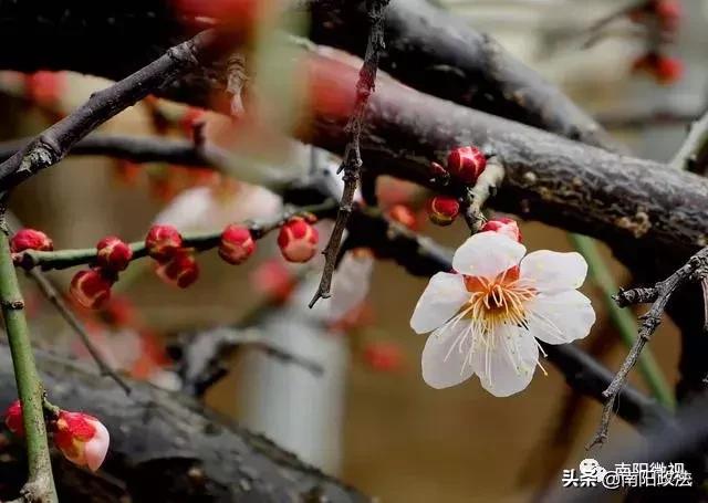 南阳春天踏青,南阳有哪些适合春游的地方