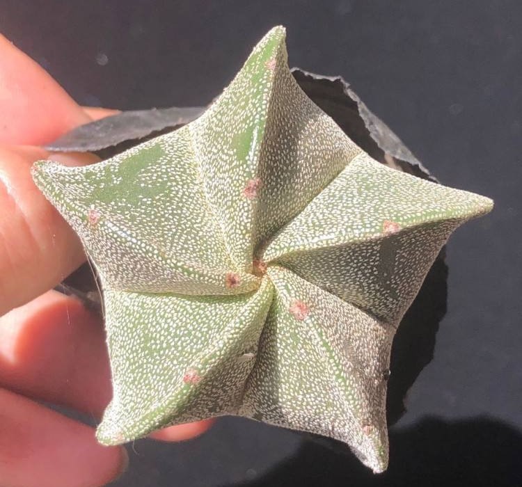 101仙人球,101个仙人球品种