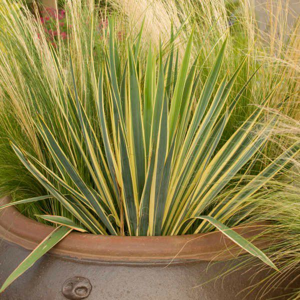 10种耐旱的花,户外耐旱不喜阳光开花小灌木