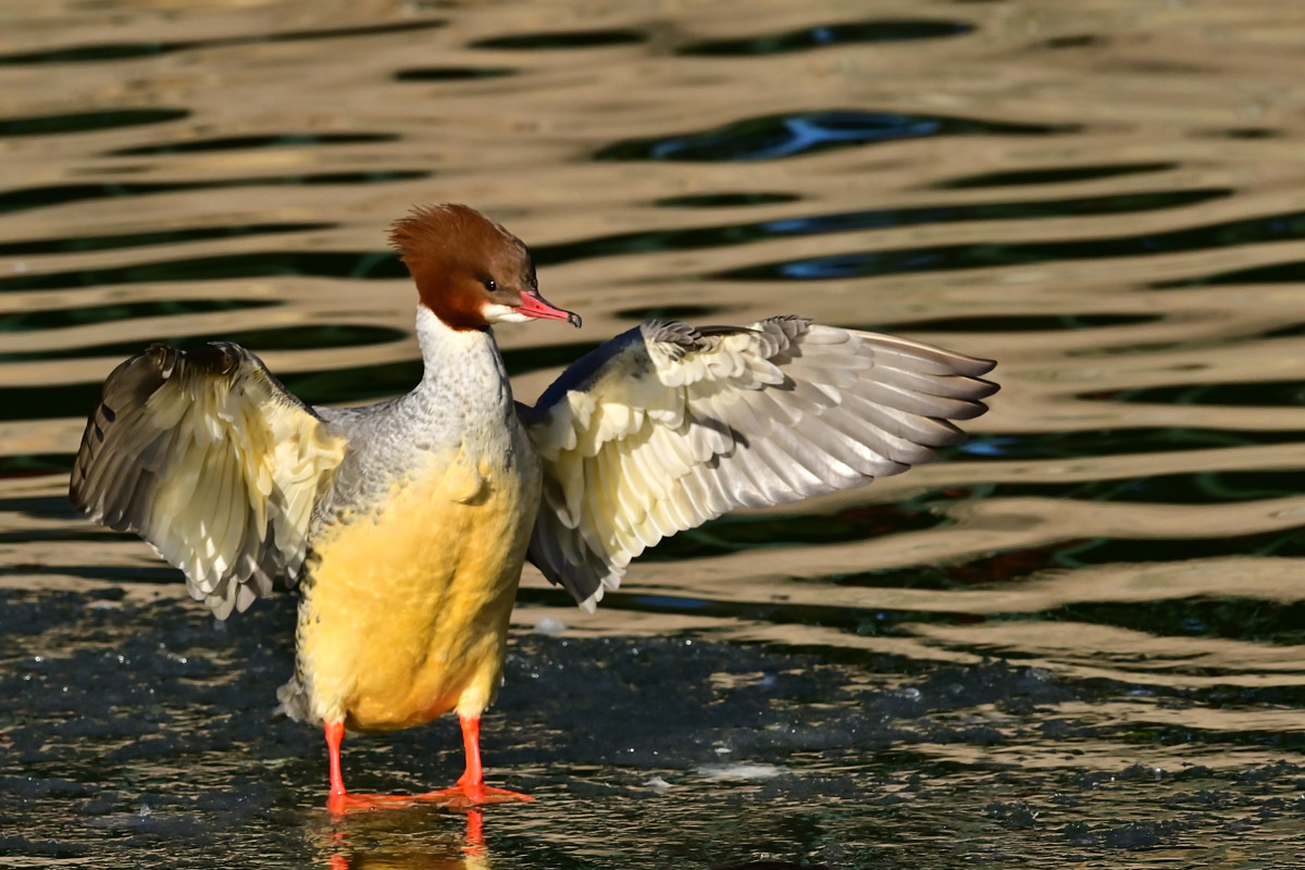 记录甜美的人像尼康z6实拍体验,尼康z6ii拍鸟怎么样