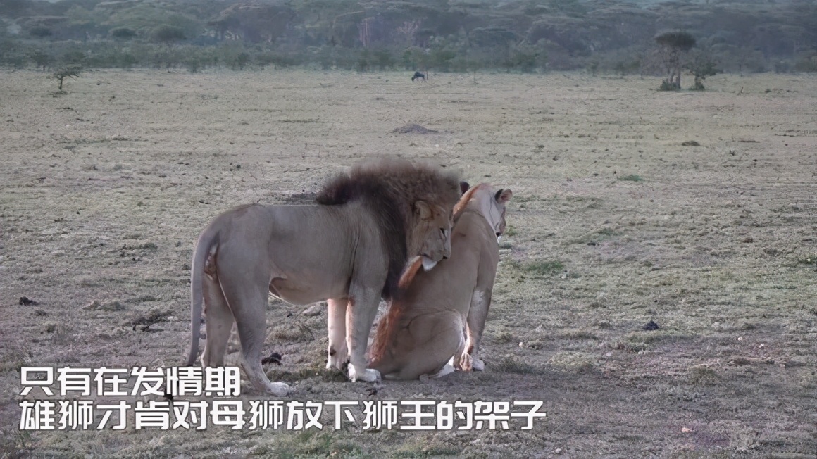 为什么人类一年四季都是发情期,人类发情期有规律吗