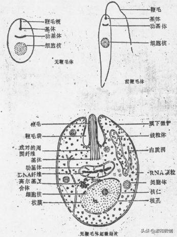 甲硝唑片的说明书用量看不懂,甲硝唑片的适应证有哪些