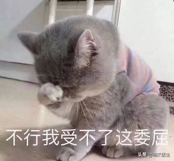 猫被蜜蜂蜇了涂什么好,猫咪被蜜蜂蜇了怎么办