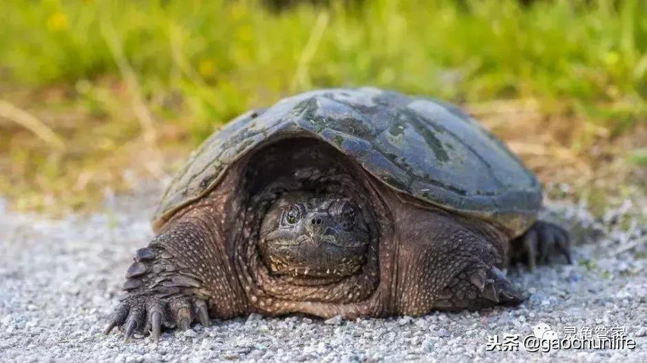 龟不痛不痒有点出血水,龟不伸头无力