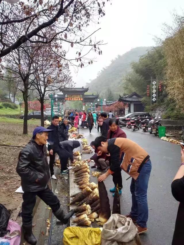 浙江安吉竹海四天旅游攻略,安吉大竹海旅游攻略路线