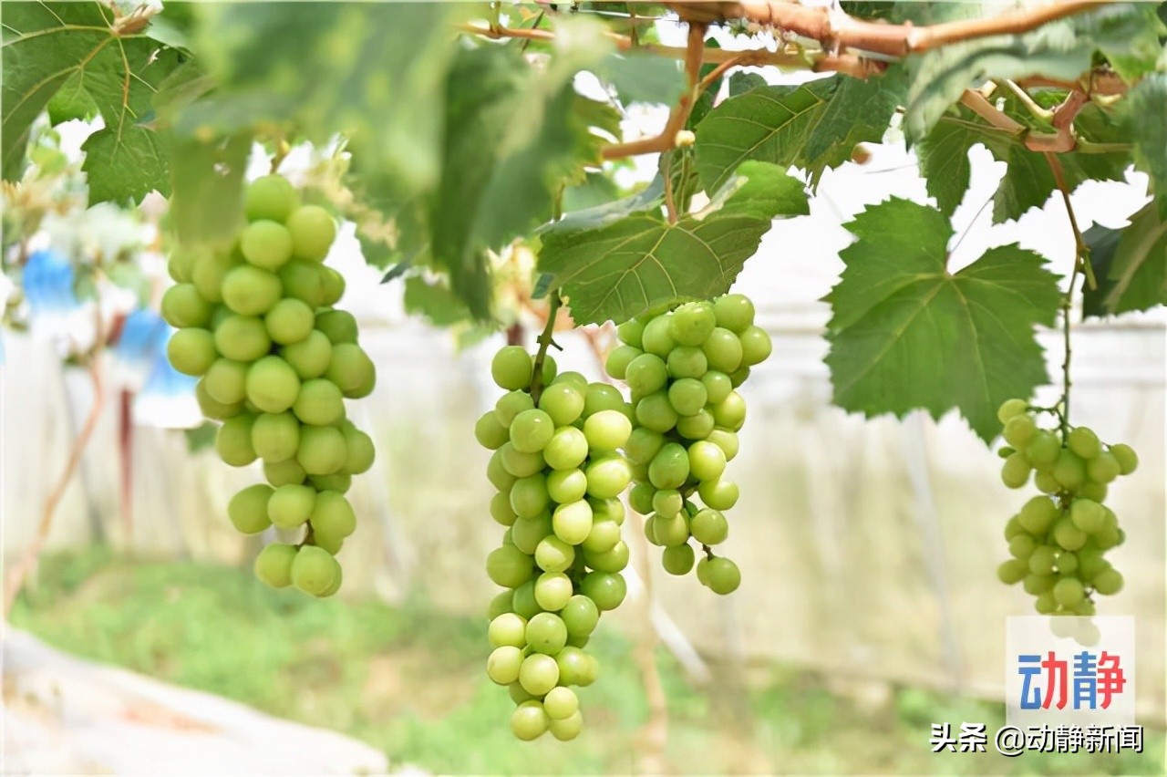 诗不可说,诗不可说什么意思