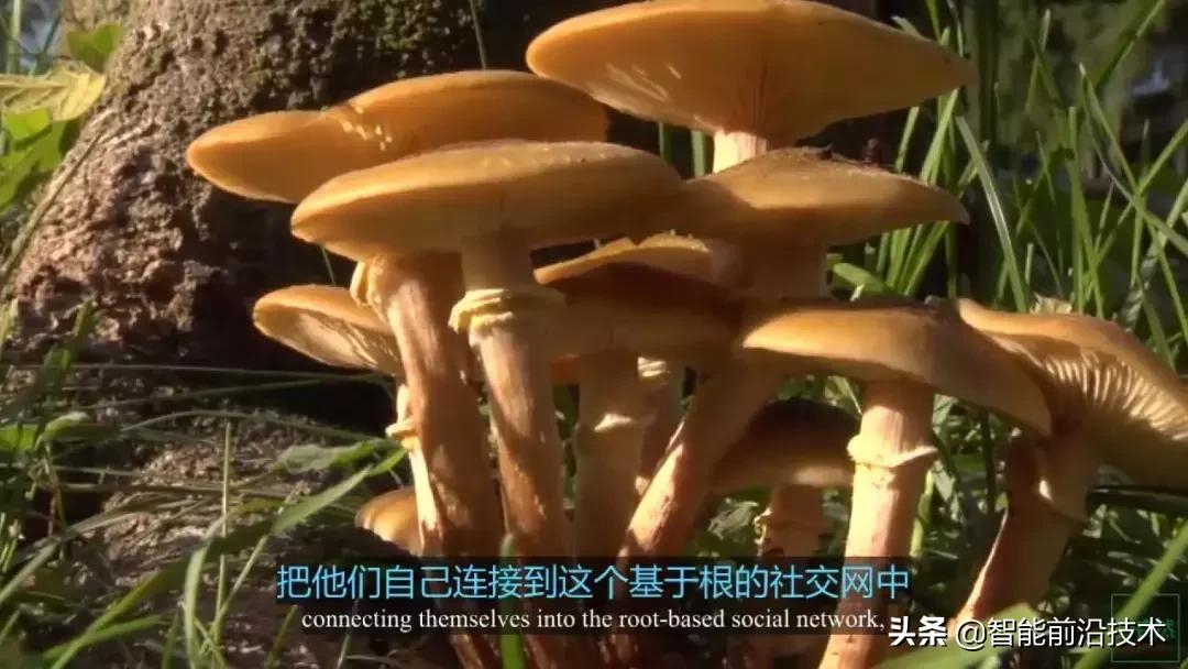 神奇“树联网”,地球本身是一个巨大的超生物体