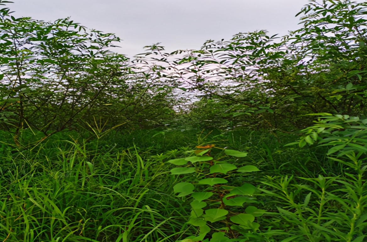 「技术」9-10月青花椒田间管理:连续降雨,警惕病虫害滋生