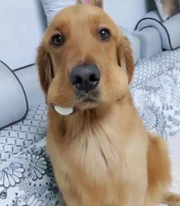 狗可以吃鸡蛋白吗,狗到底能不能吃桃子