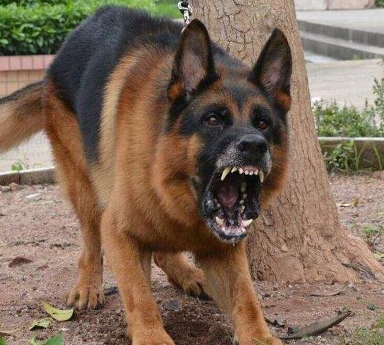 德国牧羊犬被哪些地方禁养,德国牧羊犬为什么不建议养