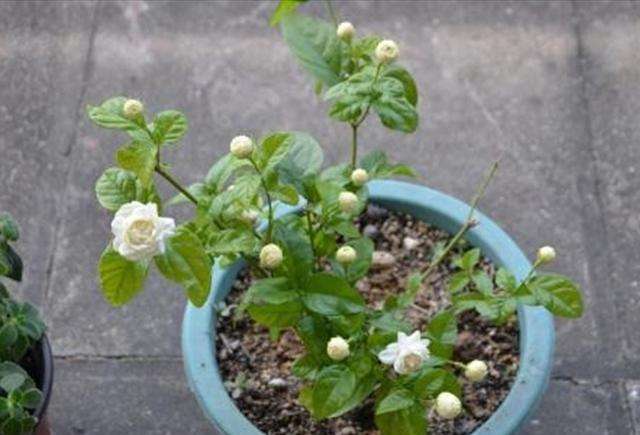 茉莉花最爱喝的水,茉莉花开过花以后需要施什么肥料