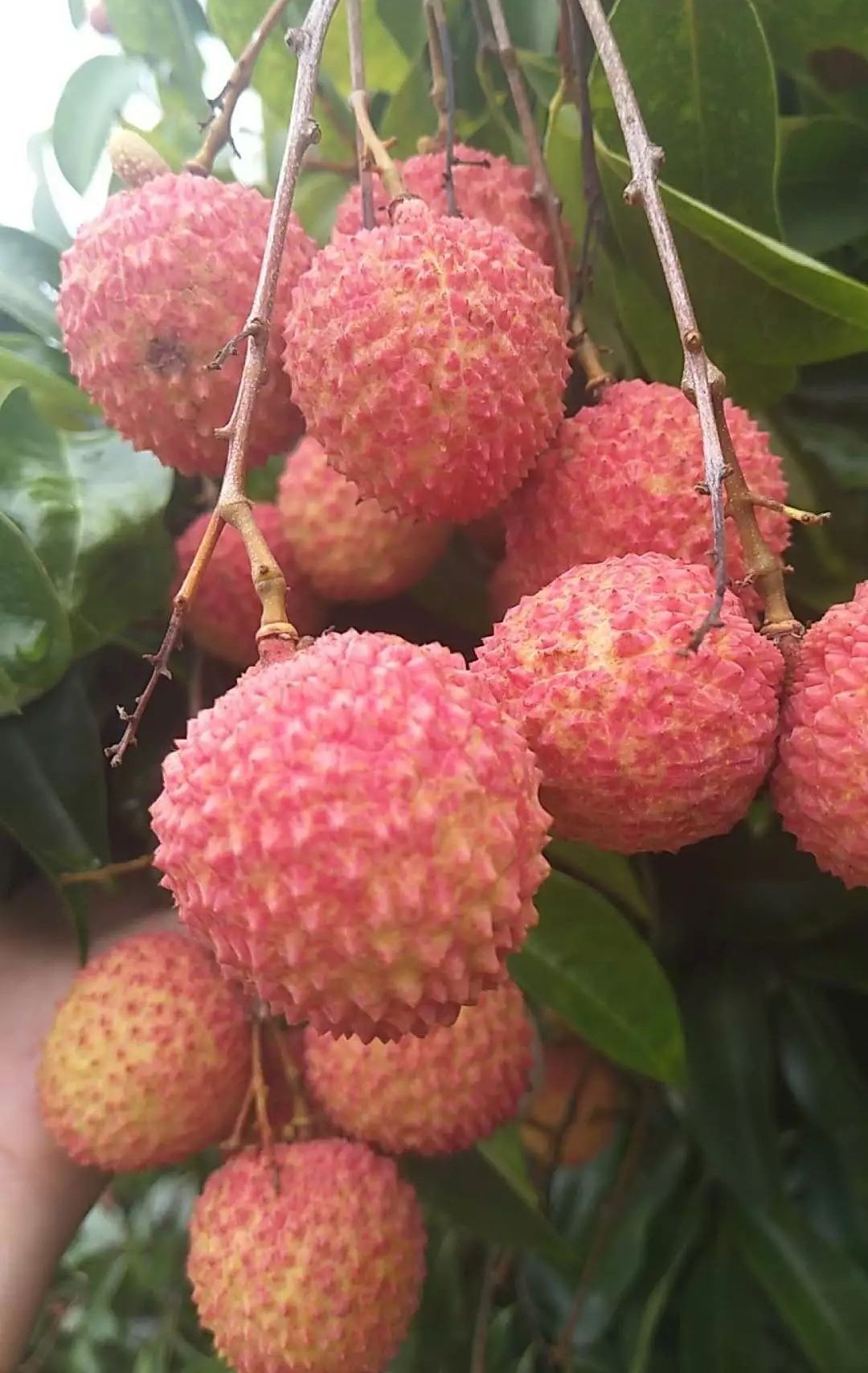 茂名荔枝的前世今生,果大肉脆汁多清甜,最好吃的还是桂味荔枝