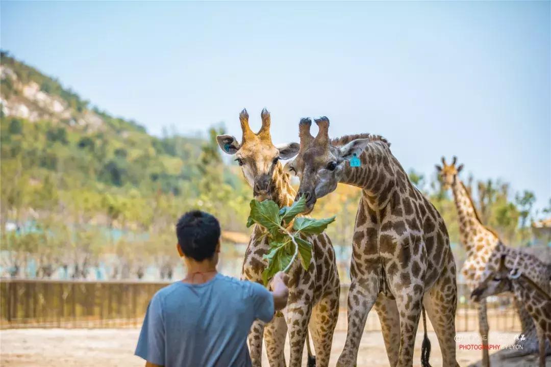 去南京金牛湖野生动物王国堵车吗,南京金牛湖野生动物王国最新活动