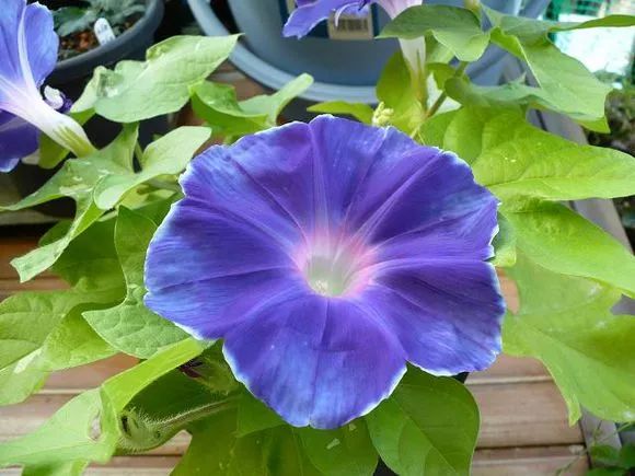 牵牛花到处游,牵牛花随便种