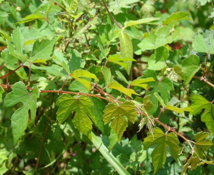 生僻字歌曲里的生僻字,生僻字这首歌里共有多少个生僻字