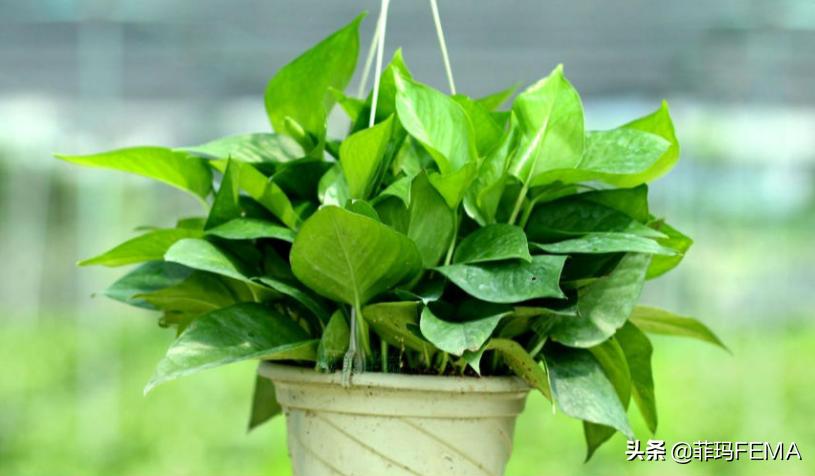 地球村除甲醛盒子辟谣,洋葱能除甲醛辟谣