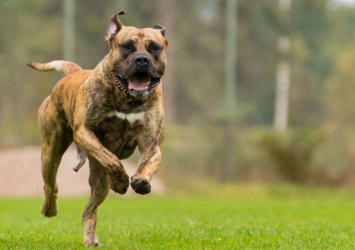 最适合护卫的猛犬狗,既能护卫又能当宠物的猛犬