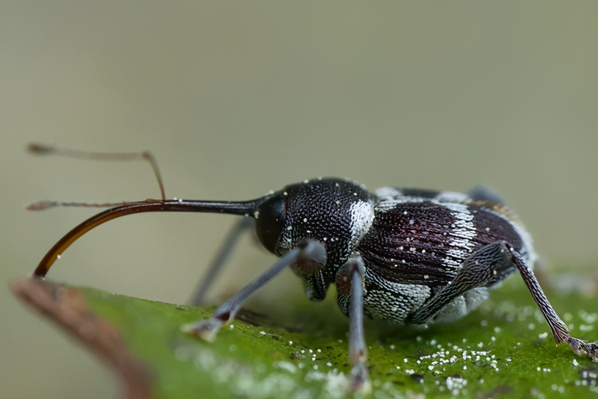 都有哪些常见的甲虫,不同种类但是很相似的甲虫图片