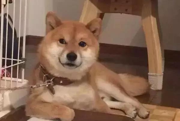 守身如玉20年，“第一次”竟然给了一只狗