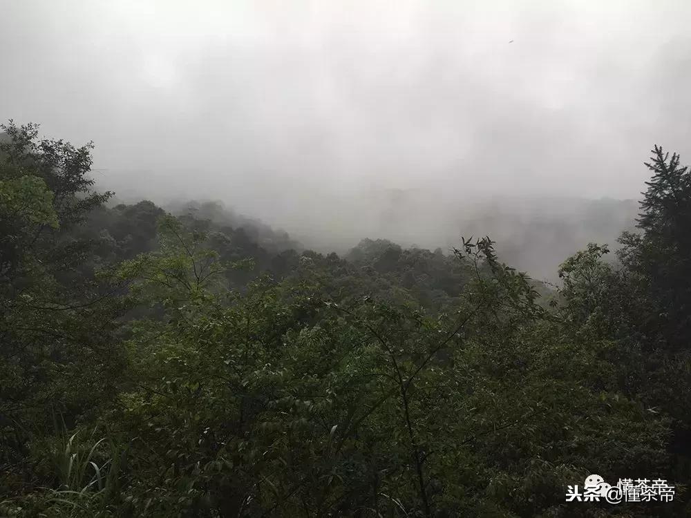 真正的金骏眉是什么样子的,你们喝金骏眉有没有感觉到有霉味