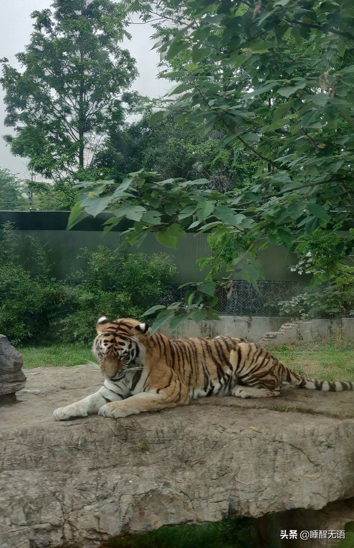 上海浦东森林野生动物园,上海野生动物园65岁以上免票吗