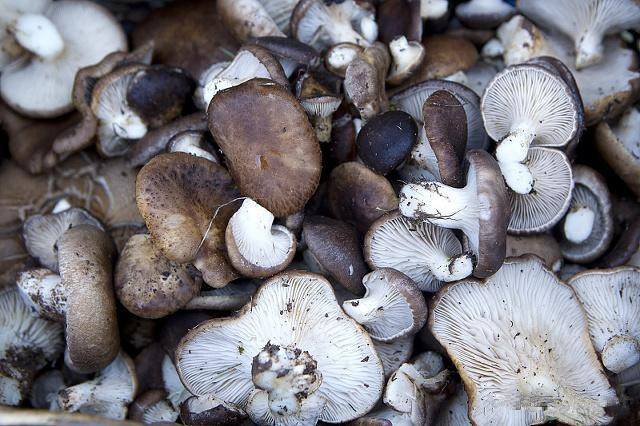 食用菌生产中的病虫害有哪些,食用菌种植方法及注意事项