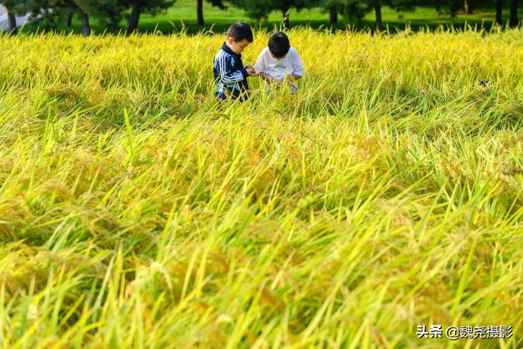 北京北坞公园里的京西稻又熟了,曾经只有皇上才能吃上这儿的大米