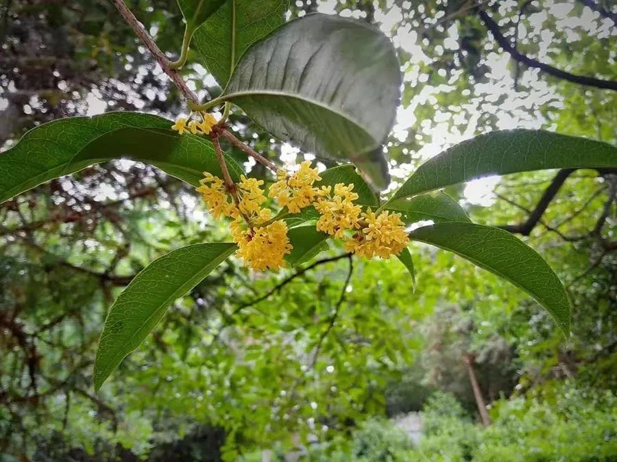 我们在距芜湖70公里的古坝村,找到了向往的生活