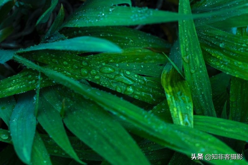 100元m43大光圈镜头推荐,50mm1.7定焦镜头怎么样