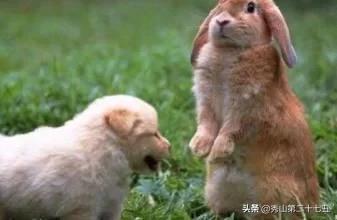 兔兔几天不喝水会有事吗,为什么兔兔不能喝水