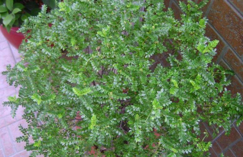 此树自带“香气”，叶子捣成泥是天然面膜，名气不佳1棵仅卖10元