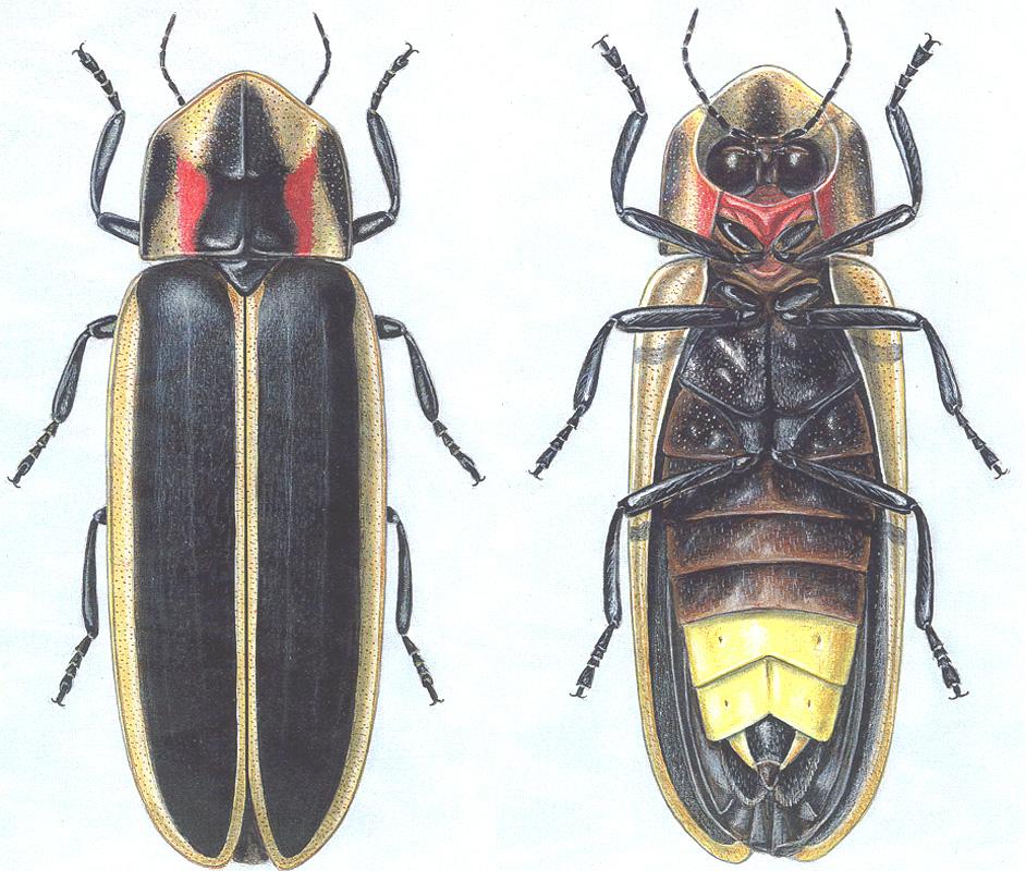 简单养殖行业萤火虫,利润高见效快,很适合小规模