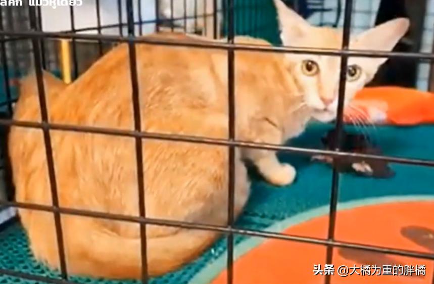 流浪猫生下小猫不见了,流浪猫生孩子时被人发现