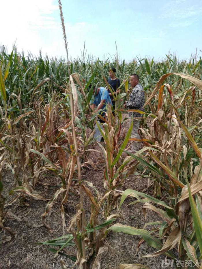 玉米花生种植高产技术,玉米高产高效种植技术