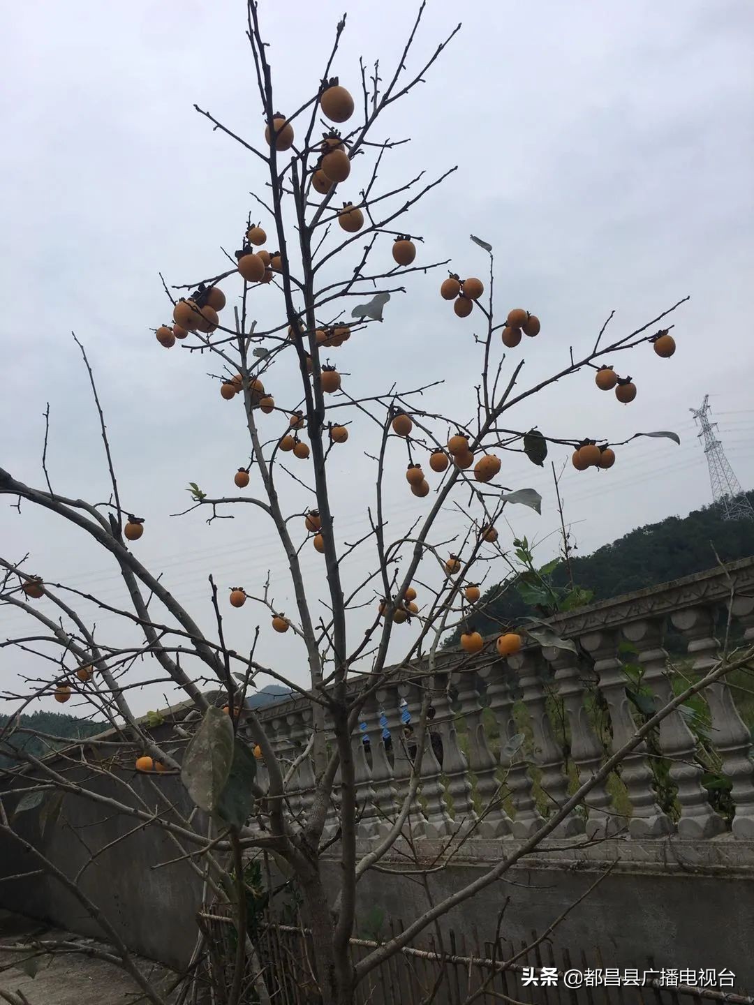 传家风扬家训视频,传家训立家规扬家风诗歌朗诵