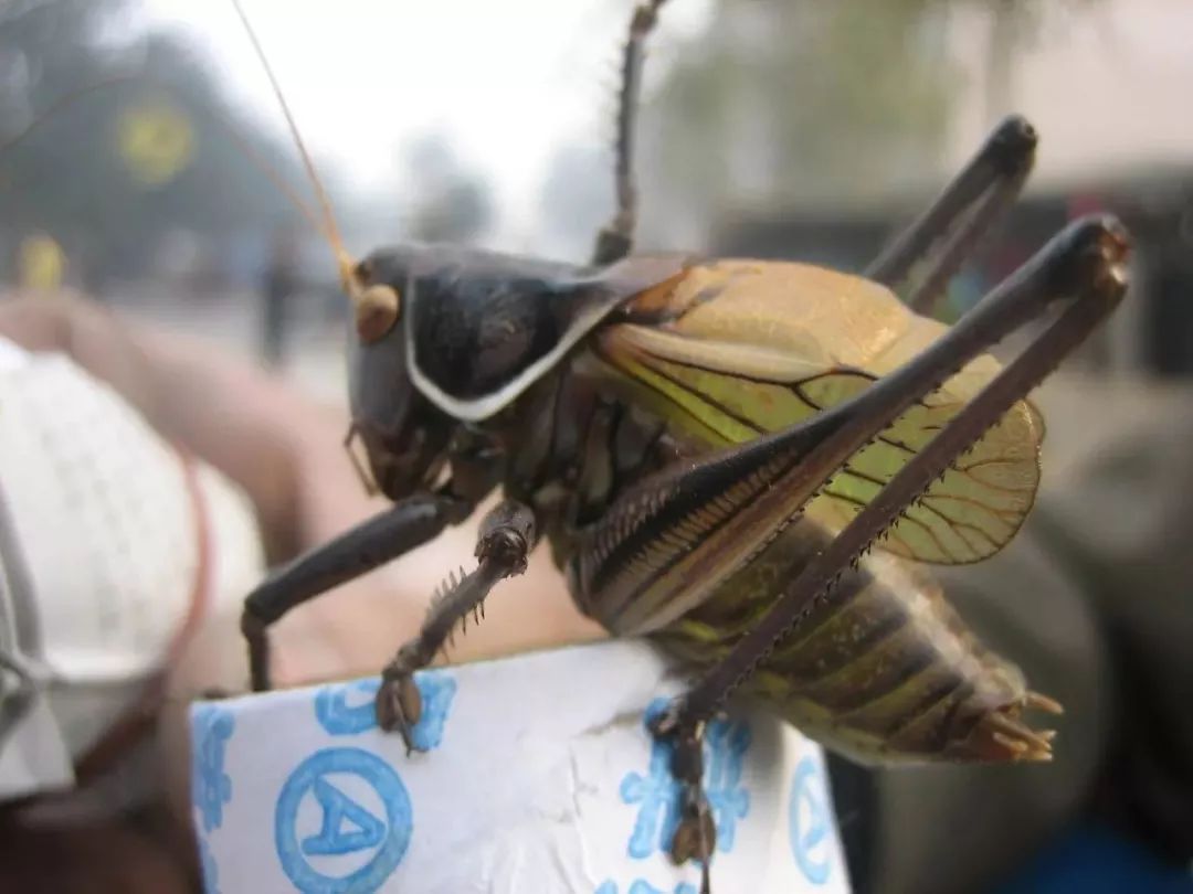 喂养蝈蝈,养蝈蝈的七大禁忌