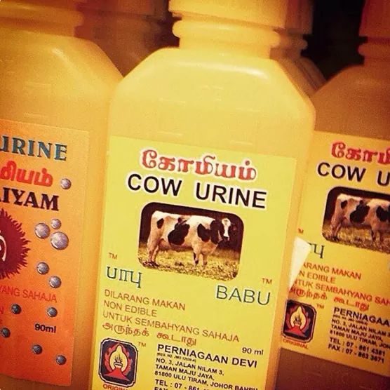 印度喝牛尿抗疫情国外评论,印度喝牛尿抵抗新冠肺炎