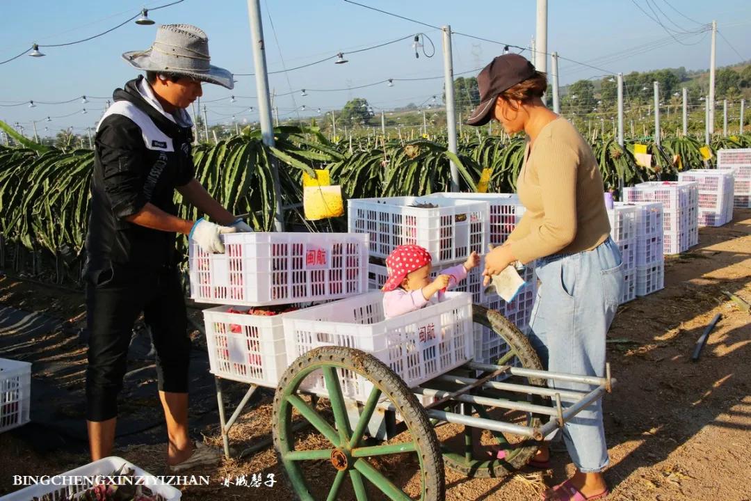 附近的火龙果采摘园海南,海南火龙果采摘