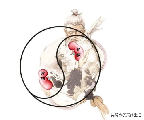肾阴虚就是肾不好了吗,肾阴虚在肾功能方面的影响