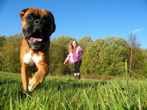 狗狗出现这4种动作一定要注意,注意狗狗频繁出现这3个动作