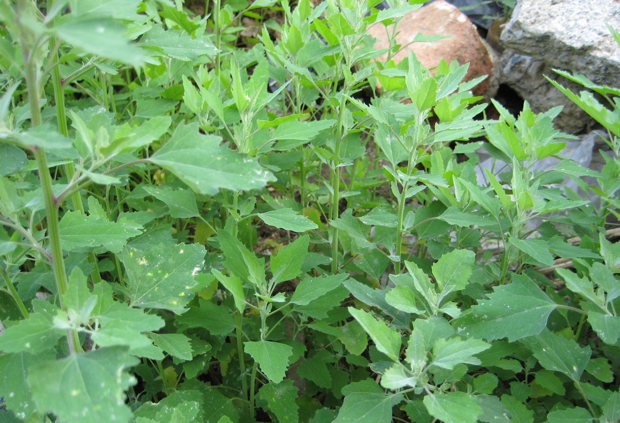 《说文解字》第105课：如何准确理解“蒹葭苍苍”？