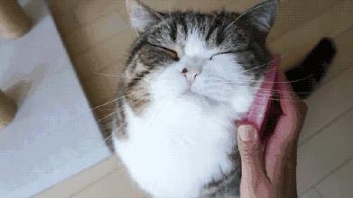 有猫的家庭如何清理电脑,有猫咪家庭床铺怎么隔绝猫毛