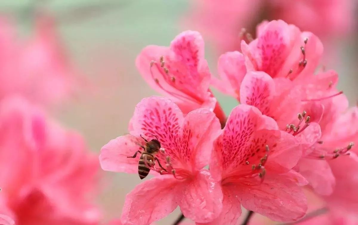 关于花的英文名昵称,关于花的女生英文名有寓意