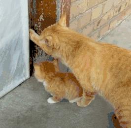 猫圈玄学,十橘九渣