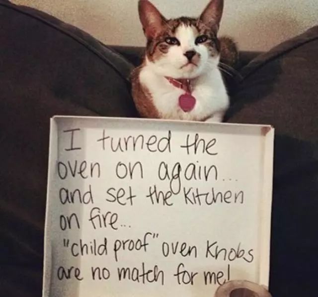 猫猫静悄悄歌曲,当猫猫静悄悄地过去偷吃你的东西